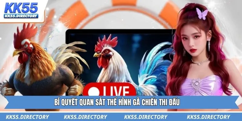 Bí quyết quan sát thể hình gà chiến thi đấu