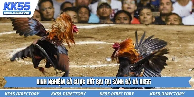 Kinh nghiệm cá cược bất bại tại sảnh đá gà KK55
